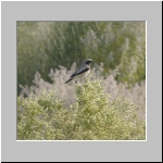 desert wheatear.jpg